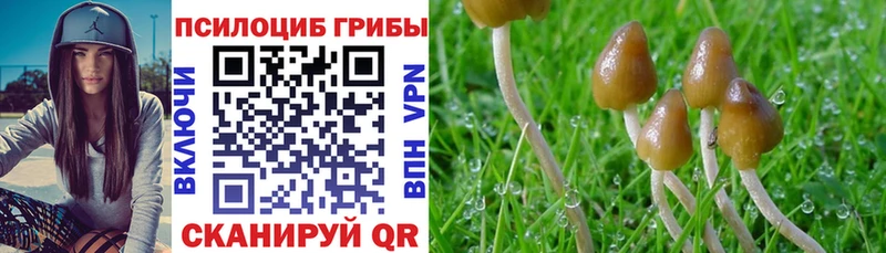 Псилоцибиновые грибы Cubensis  купить наркотики сайты  Иркутск 